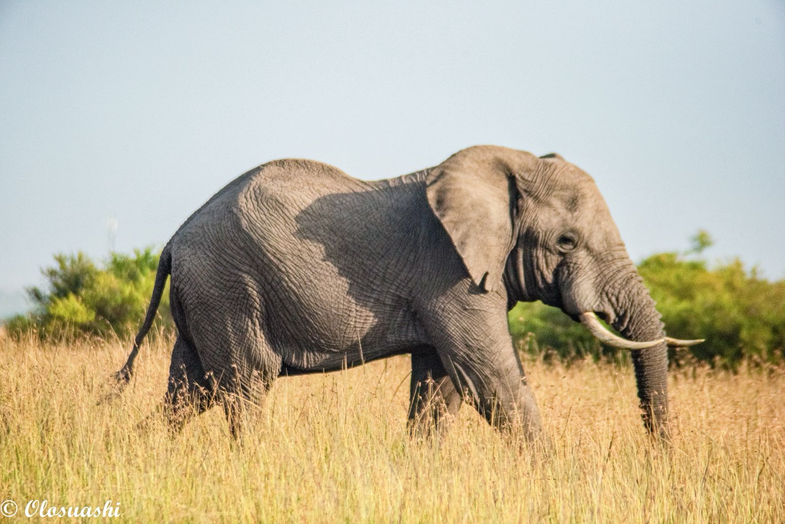 Kenya Classic Safari — Seven days through Kenya's most iconic wilderness — lakes, escarpments, and the Mara